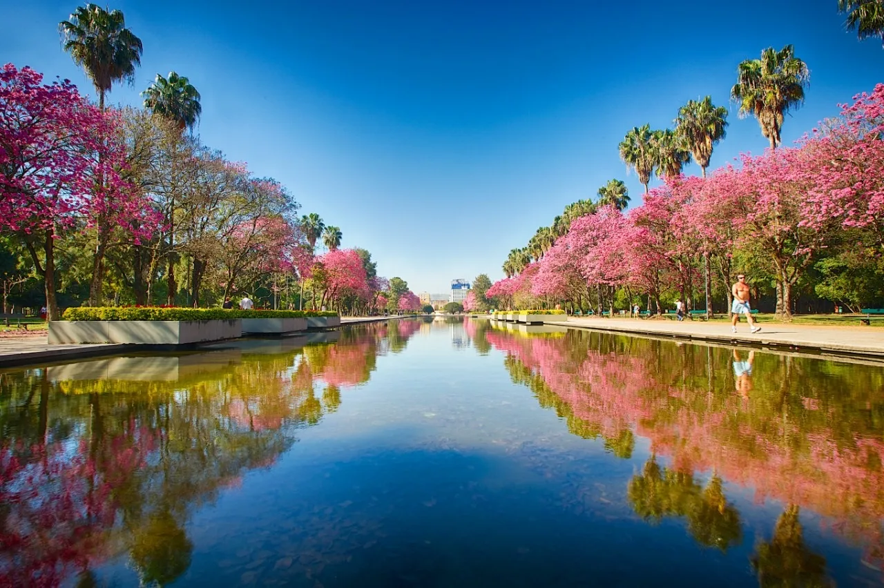 Parque Farroupilha (Redenção) com ipês rosas refletidos no espelho d'água
