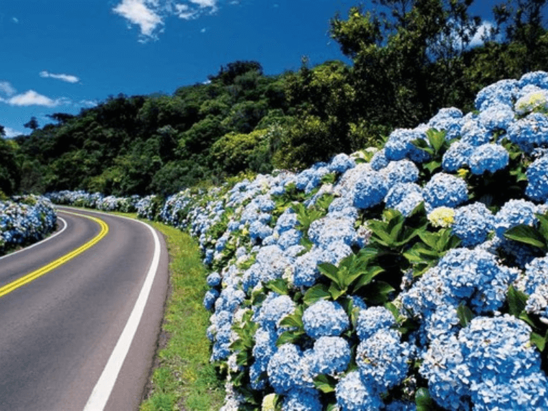 Estrada na Serra Gaúcha cercada por hortênsias azuis